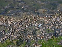 
      
      Bihar Govt issues advisory against consuming fish after floods
      
      