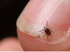 
      
      24 scrub typhus cases reported in Shimla
      
      