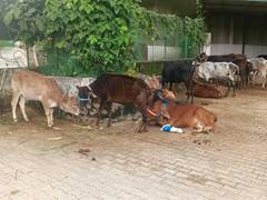 
      
      Himachal’s Parwanoo cowshed gets support for cow welfare
      
      