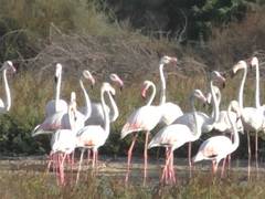 
      
      Winter migration brings thousands of flamingos to Thoothukudi
      
      