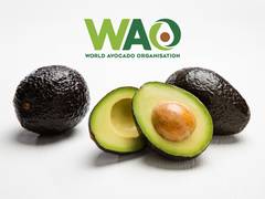 
      
      World Avocado Organisation Highlights Avocado’s Role 
      
      