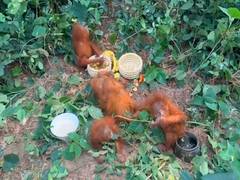 
      
      Five orangutans found in Balasore forest area
      
      