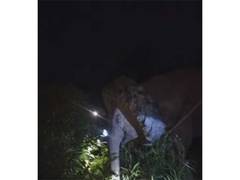 
      
      Assam forest teams rescue wild elephant
      
      