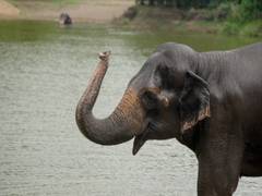 
      
      Vantara issues statement on Madhuri elephant return to Kolhapur
      
      