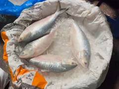 
      
      Indian fish importers urge Bangladesh to lift Hilsa export ban
      
      