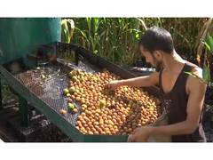
      
      Bumper walnut crop brings economic opportunities to farmers
      
      