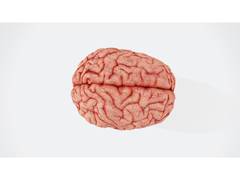'Brain activity can predict risky decisions before they happen'