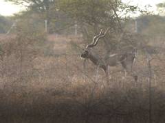 Vallanadu Sanctuary: Home to southern TN's blackbucks