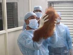 Odisha: Doctors conduct health checkup of five orangutan babies