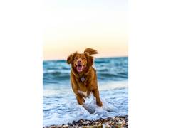 Dogs' Brains Can Segment Human Speech Into Words, Study Finds