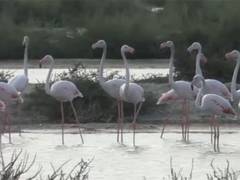 Flamingos Flock to Thoothukudi Salt Pans in Winter Migration