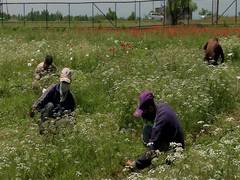 
      
      J-K: Research centre set up in Pampore to boost cumin cultivation
      
      