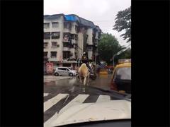 
      
      Swiggy identifies viral man on horseback
      
      