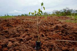 
      
      India adds 3 million hectares of forest area to achieve land...
      
      