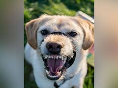 
      
      Researchers explore ways of managing aggressive dog behavior
      
      