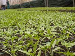 
    Study develops ways to trace spread of major plant disease
    