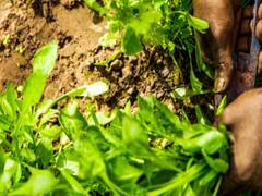 
      
      Microsoft announces programme to accelerate growth of...
      
      