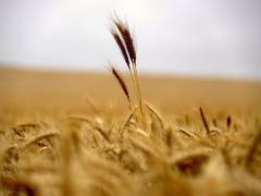 
      
      Millet based diet can help in managing blood glucose levels
      
      