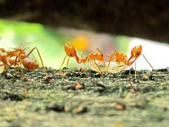 
      
      Ants' antibiotics can benefit humans
      
      