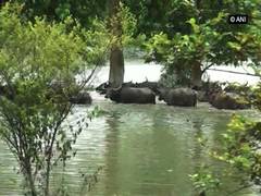 
      
      Floodwater enters Pobitora Wildlife Sanctuary, animals take...
      
      
