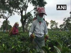 
      
      Work resumes at tea estates in Assam 
      
      