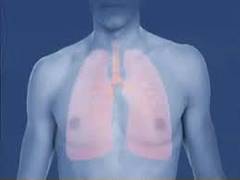 
    Higher circulating sex hormone regulator levels associated with lower asthma risk
    