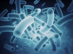 
    Bacteria capable of wiping out disease-carrying mosquitoes: Australian study
    