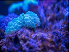 
      
      Research finds new bacteria that clings to deep-sea plastic
      
      