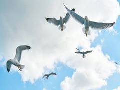 
      
      Birds optimize their landing maneuvers for accurate descent
      
      