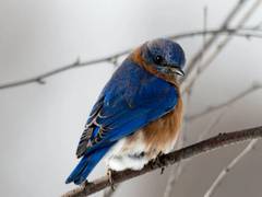 
      
      Research suggests warming climate is causing animals to...
      
      