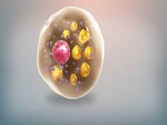 
      
      Study reveals unexpected way by which brown fat cells can...
      
      
