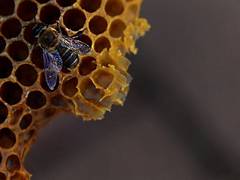 
      
      Increasing bee colonies can raise agricultural, horticultural...
      
      
