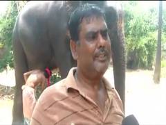 
      
      Bihar man wills half of his property to two elephants
      
      