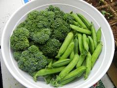 
    Broccoli, Brussels sprouts can keep good blood vessel health
    