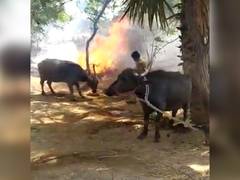 
      
      Telangana DGP lauds two cops who risked lives to rescue...
      
      