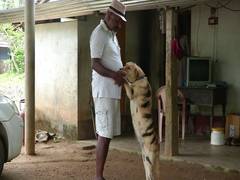 
      
      Shivamogga farmer paints his dog as tiger to save crop from...
      
      