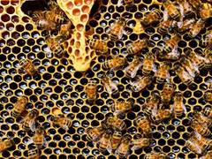 
      
      Climate change negatively impacts bumble bees: New Study reveals
      
      