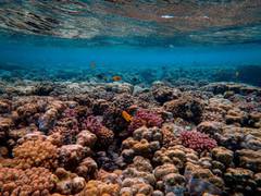 
      
      Study challenges dogma in conservation biology regarding...
      
      
