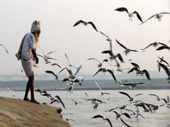 
      
      Bird flu: Rethink ban on sale of poultry, Centre asks states
      
      