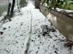 
      
      Unseasonal rain, hailstorm destroys crops in Haryana's Rohtak 
      
      