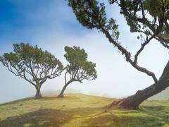 
      
      Increased heat, drought restrict growth of tropical trees: Study
      
      