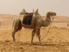 
      
      Woman to sue TripAdvisor over tour site accident
      
      