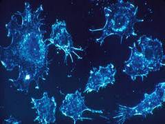 
      
      Discovery about how cancer cells evade immune defences...
      
      