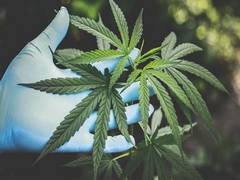 
      
      Influence of genetics on cannabis dependence in adolescent...
      
      