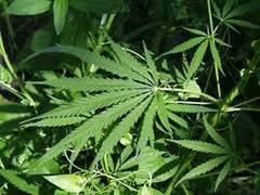 
    Here's what influences adolescents to share marijuana-related content on social media
    