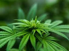 
      
      Cannabidiol shows promise as new antibiotic
      
      