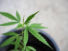 
      
      Consumption of Cannabis more common in Adults with pain
      
      