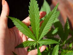 
      
      Cannabis legalization linked to increase in fatal accidents
      
      