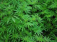 
      
      Taliban signs deal with Australian company, may legalize...
      
      