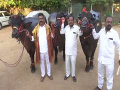 
      
      Hyderabad gears up for Sadar festival-a carnival of buffaloes
      
      